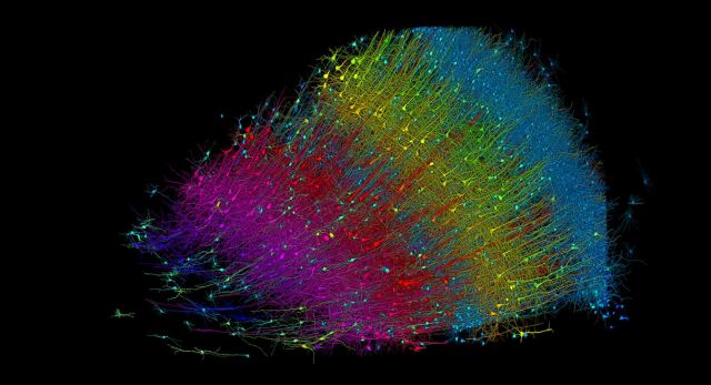 Ερευνητές του Χάρβαρντ και της Google δημιούργησαν τη μεγαλύτερη τρισδιάστατη ανακατασκευή τμήματος εγκεφάλου
