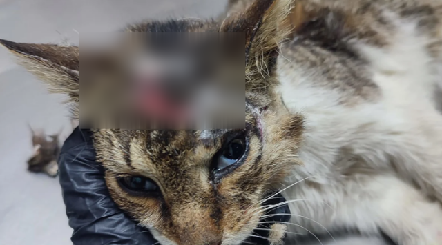 Καταγγελία από φιλόζωους στην Πάτμο: Άγνωστοι προκαλούν εγκαύματα σε γατάκια με οξύ – Σκληρές εικόνες