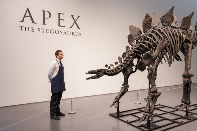 Νέα Υόρκη: Tιμή ρεκόρ άνω των 44 εκατ. δολαρίων για το απολίθωμα του στεγόσαυρου «Apex» σε δημοπρασία
