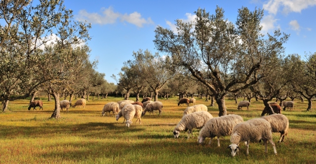 Πανώλη στα αιγοπρόβατα: Κλείνουν μέχρι την Παρασκευή τα σφαγεία της Θεσσαλίας – Τι προβλέπει η απόφαση Κουρέτα