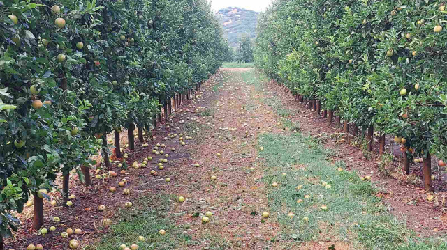 Καταστροφές σε αχλάδια και μήλα από το χαλάζι στη Λάρισα