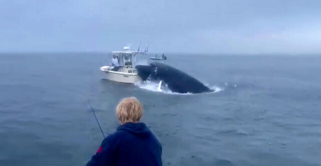 ΗΠΑ: Φάλαινα έπεσε σε βάρκα και εκτόξευσε στον αέρα τους ψαράδες – Δείτε βίντεο