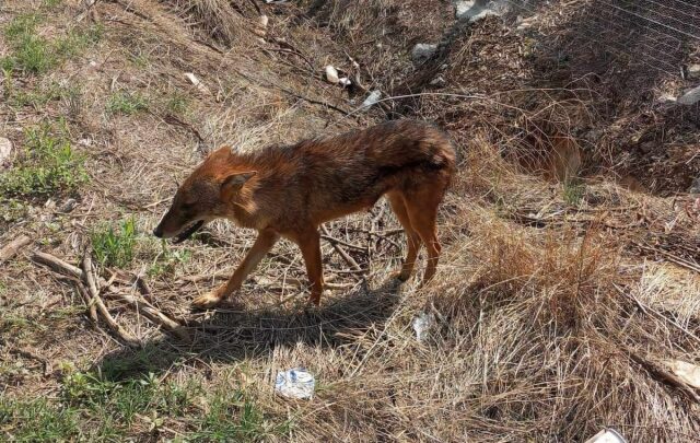 Τσακάλι βρέθηκε σε κατοικημένη περιοχή έξω από τη Λάρισα – Δείτε φωτογραφίες