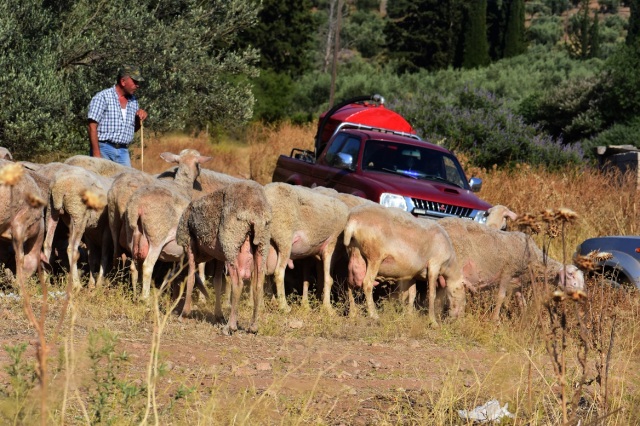 Ευλογιά των προβάτων: Δεκαήμερο κλείσιμο των σφαγείων σε όλη τη χώρα