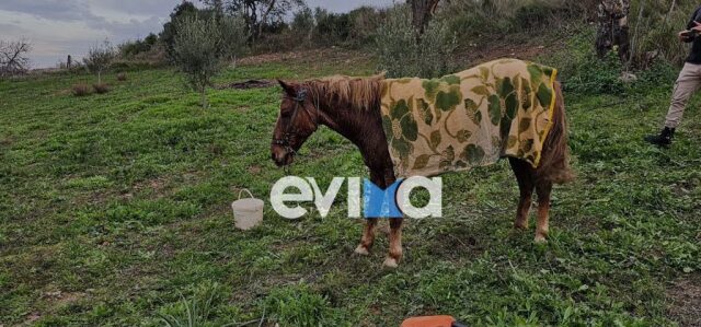 Επιχείρηση διάσωσης της Πυροσβεστικής για άλογο που έπεσε σε πηγάδι της Εύβοιας – Δείτε φωτογραφίες