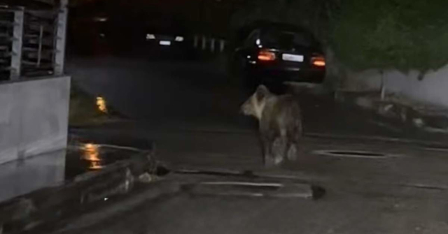 Τρίκαλα: Αρκούδα έκανε βόλτες στην πόλη και αναστάτωσε τους κατοίκους - Δείτε φωτογραφίες