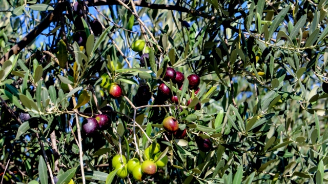 Λασίθι: Σοβαρό το πρόβλημα στις ελαιοκαλλιέργειες λόγω ξηρασίας