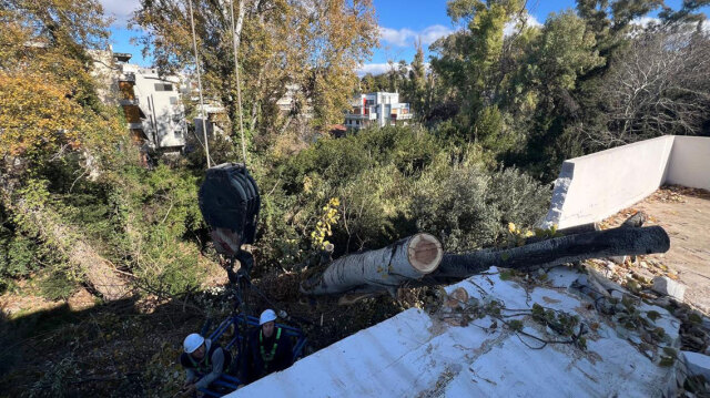 Λεύκα 20 μέτρων έπεσε πάνω σε σπίτι στη ρεματιά Χαλανδρίου – Δείτε φωτογραφίες