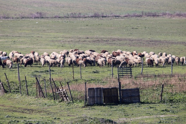 Οδήγησαν κοπάδι προβάτων στην εθνική οδό Αντιρρίου - Ιωαννίνων: Τροχαίο με τραυματία και νεκρά ζώα