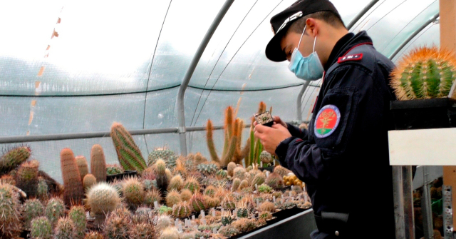 Επιχείρηση Atacama: Πώς ο εντοπισμός σπάνιων κάκτων αξίας 1 εκατ. ευρώ «ξήλωσε» ένα ολόκληρο κύκλωμα λαθρεμπορίας