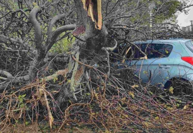 Ανεμοστρόβιλος προκάλεσε ζημιές στη Ρόδο - Δέντρα έπεσαν σε ΙΧ, δείτε φωτογραφίες