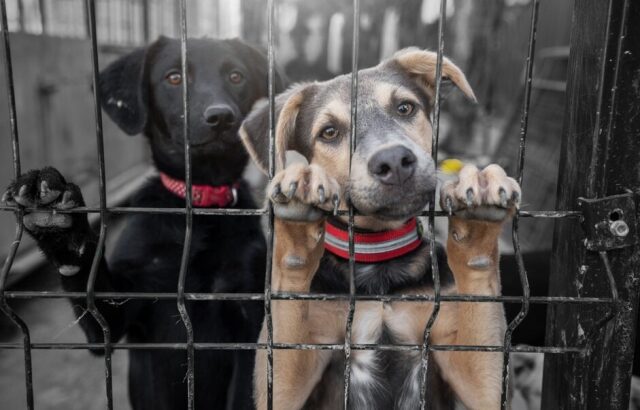 Απαγορεύεται η σίτιση αδέσποτων σκύλων στην Κωνσταντινούπολη με απόφαση της νομαρχίας