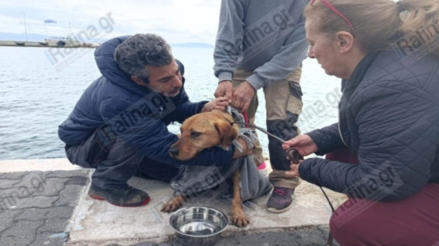 Απεγκλωβίστηκε σκύλος από φρεάτιο στο λιμάνι της Ραφήνας - Βίντεο και φωτογραφίες
