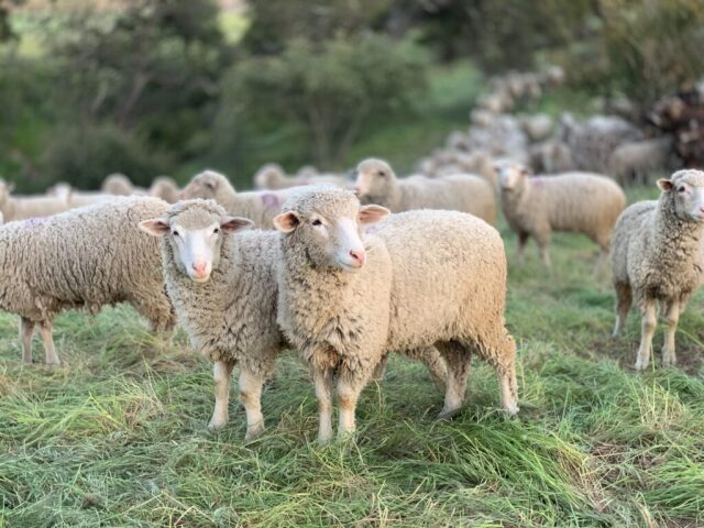 Ηράκλειο: Σύλληψη 12 ατόμων και κατάσχεση 416 αιγοπροβάτων