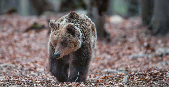 Αναστάτωση στο Ζαγόρι μετά την επίθεση της αρκούδας: «Δεν μπορούμε να περπατήσουμε στο χωριό μας»