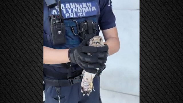 Αστυνομικός έσωσε τραυματισμένο μωρό γεράκι που βρέθηκε στη ΓΑΔΑ - «Ευτυχώς που μας το φέρατε»