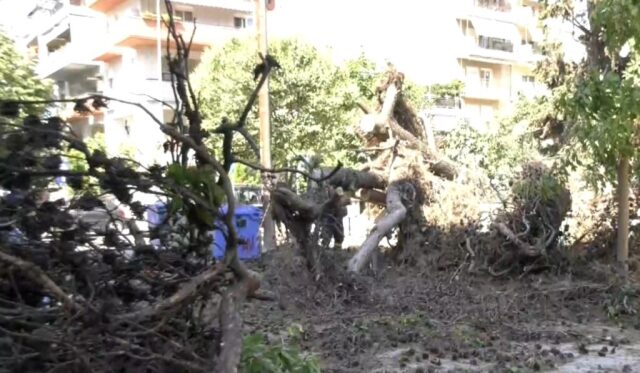 Δέντρα έπεσαν πάνω σε αυτοκίνητα στην Καλαμαριά Θεσσαλονίκης
