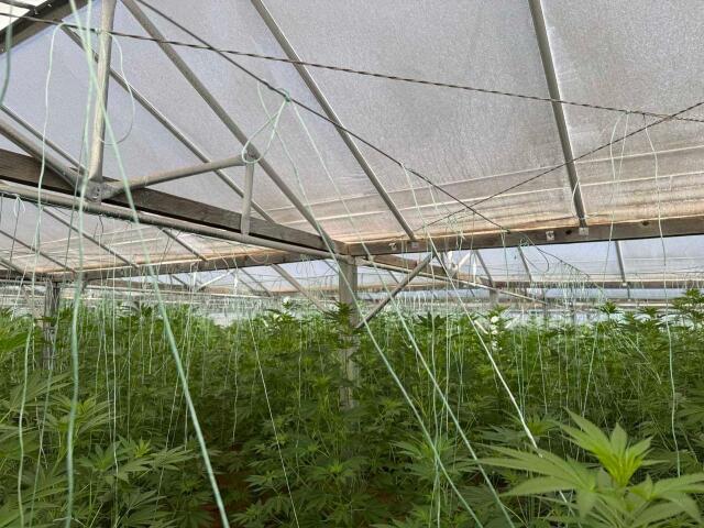 Θερμοκήπιο με 640 δενδρύλλια κάνναβης εντοπίστηκε στον Κίσσαμο στα Χανιά - Συνελήφθη ένας 46χρονος