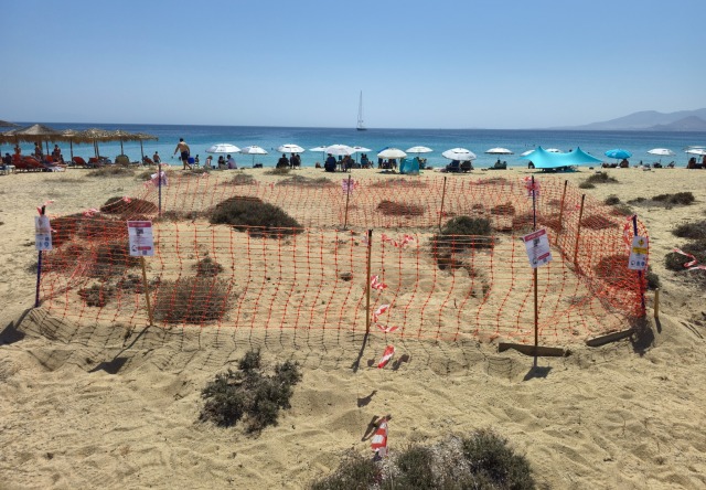Δεύτερη φωλιά θαλάσσιας χελώνας στην Νάξο - Δείτε φωτογραφίες