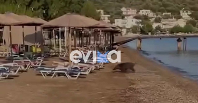 Αγριογούρουνο έκανε μπάνιο σε παραλία της Εύβοιας - Δείτε βίντεο