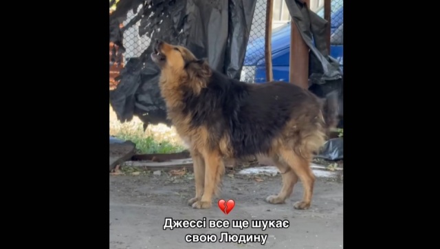 Ουκρανία: Viral η σκυλίτσα που δύο μέρες έψαχνε το αφεντικό της το οποίο σκοτώθηκε στο Κίεβο
