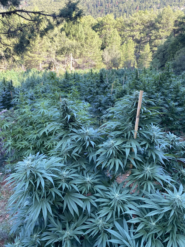 Εντοπίστηκε νέα μεγάλη χασισοφυτεία στην Ορεινή Κορινθία - Ξεριζώθηκαν τα δενδρύλλια, αναζητούνται οι υπεύθυνοι