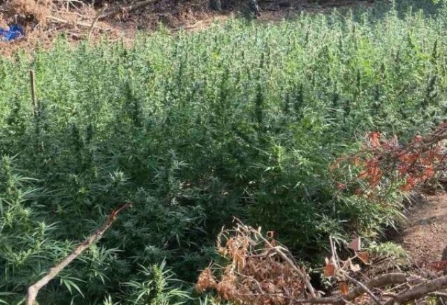 Μεσολόγγι: Εντοπίστηκε φυτεία με 850 δενδρύλλια κάνναβης - Συνελήφθησαν τρία άτομα
