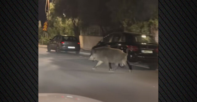 Αγριογούρουνο βόλταρε στο Χαϊδάρι, πώς αντέδρασαν επιβάτες σε αυτοκίνητο που πετάχτηκε μπροστά τους – Δείτε βίντεο