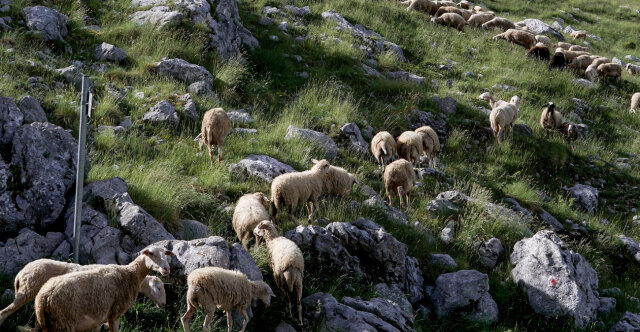 Μάχη με τον χρόνο για τον δεύτερο κύκλο διάδοσης της ευλογιάς στα αιγοπρόβατα - Γιατί δεν προκρίνεται ο εμβολιασμός