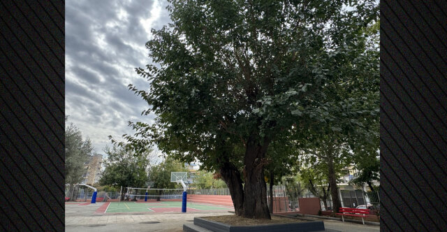 Η ιστορική μουριά της Θεσσαλονίκης που μετρά 250 χρόνια - Από τον τενεκεδομαχαλά της Ξηροκρήνης στην αυλή των Δημόσιων Ωνάσειων Σχολείων