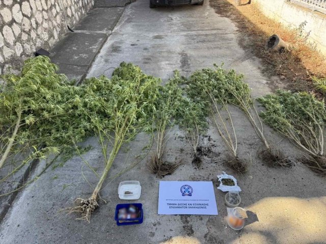Θεσσαλονίκη: Συνέλαβαν 47χρονο όταν πήγε να ποτίσει τα χασισόδεντρα