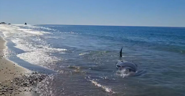 Ηράκλειο: Νεκρή φάλαινα ξεβράστηκε σε παραλία στον Κερατόκαμπο
