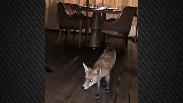 Γλυφάδα: Αλεπού σε εστιατόριο ξενοδοχείου, κυκλοφορούσε ανάμεσα στα τραπέζια - Δείτε βίντεο