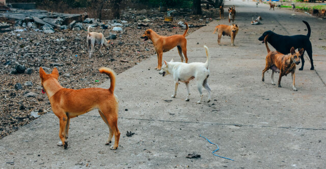 Πήλιο: Αδέσποτα σκυλιά εισέβαλαν σε αγρόκτημα στα Άνω Λεχώνια και κατασπάραξαν 50 κότες