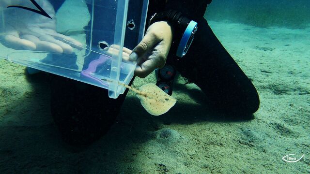 Πρώτη επιτυχημένη εκκόλαψη σαλαχιού στην Ελλάδα - Το «ταξίδι» από το ενυδρείο στη θάλασσα, δείτε βίντεο