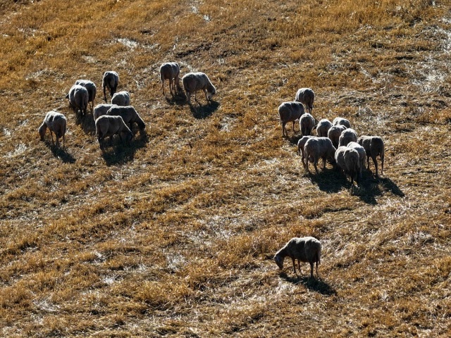 Παρατείνονται τα προληπτικά μέτρα για την ευλογιά των αιγοπροβάτων στην Κρήτη
