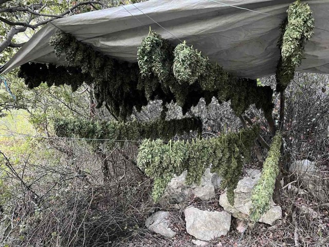 Ηράκλειο: Συνελήφθη 57χρονος για ναρκωτικά - Εντοπίστηκαν 17 κιλά κάνναβης και 46 δενδρύλλια, δείτε φωτογραφίες