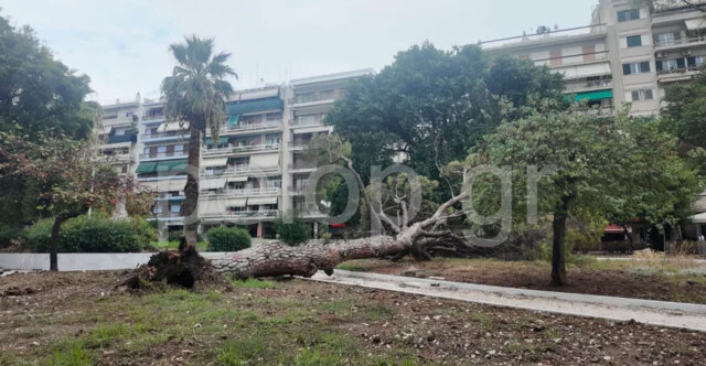 Πάτρα: Έπεσε πεύκο 15 μέτρων σε πλατεία - Δείτε φωτογραφίες και βίντεο