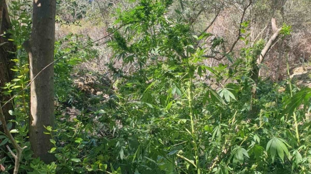 Φυτεία με 130 δενδρύλλια κάνναβης καλλιεργούσαν δύο άνδρες - Στο σπίτι τους έκρυβαν τα 3 κιλά χασίς