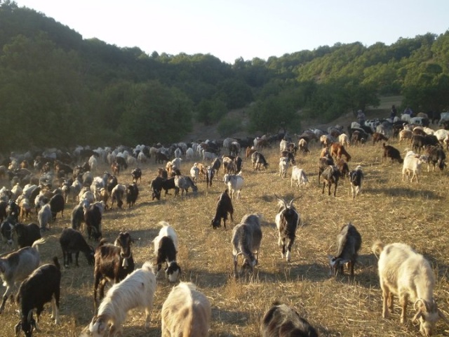 Κρούσμα καταρροϊκού πυρετού σε μονάδα εκτροφής αιγοπροβάτων στη Μεσσηνία