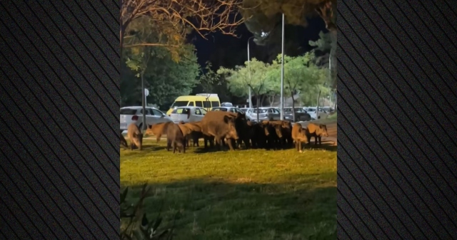 Θεσσαλονίκη: Νέα εμφάνιση αγριογούρουνων σε κεντρικό δρόμο της Τούμπας