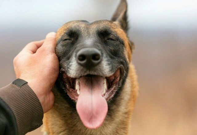 Θεία λειτουργία και αγιασμός για σκύλους και γάτες στη Ρόδο