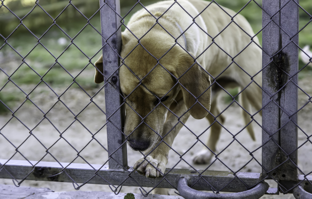 Επικήρυξη 1.500 ευρώ για τον δράστη που βασάνισε και κακοποίησε σεξουαλικά σκύλο στο Επιτάλιο