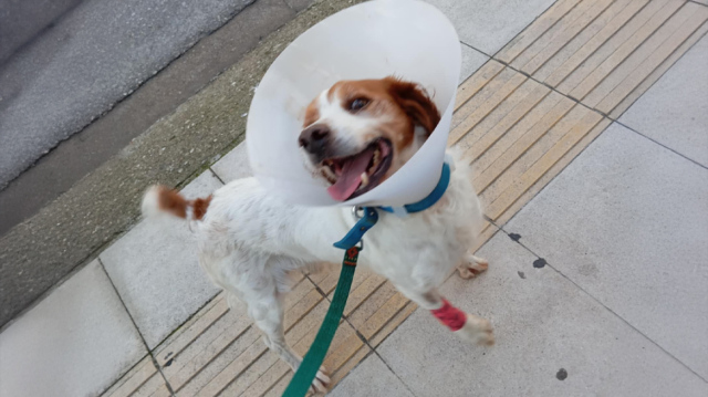 Καλά νέα για τον σκύλο που κακοποιήθηκε σεξουαλικά στην Ηλεία - Άνδρας εμφανίστηκε στο Τμήμα και είπε πως είναι δικός του