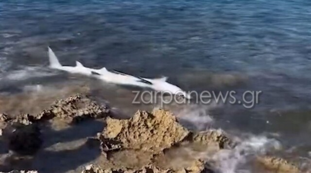 Καρχαριοειδές ξεβράστηκε στην παραλία του Σταυρού στα Χανιά - Δείτε βίντεο