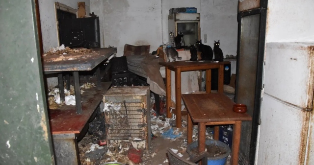 Τρία χρόνια στη φυλακή και χρηματική ποινή 3.000 ευρώ στον 63χρονο που βασάνιζε γάτες στη Δονούσα - Τα αγαπάω, είπε στη δίκη