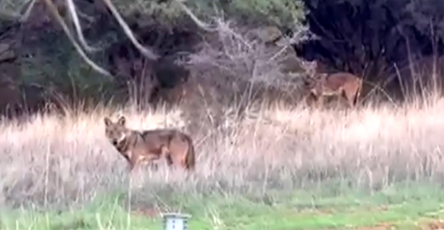 Εμφανίστηκαν δύο λύκοι κοντά σε σπίτια στη Θέρμη - Δείτε βίντεο