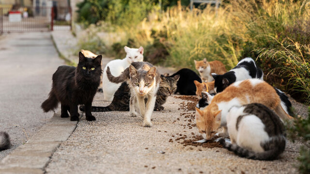 58χρονη είχε 23 γάτες σε άθλιες συνθήκες στη Σητεία - Για «παθητική κακοποίηση» κάνει λόγο η ΕΛΑΣ