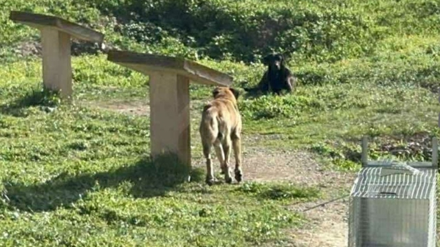 Άργος: Άγρια επίθεση αδέσποτων σκυλιών σε 17χρονη - Νοσηλεύεται σε κρίσιμη κατάσταση