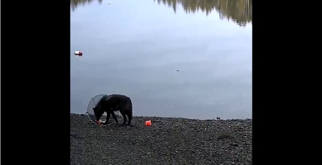 Δείτε βίντεο: Λύκαινα καταγράφηκε να ανεβάζει από τον βυθό παγίδα για κάβουρες προκειμένου να τραφεί